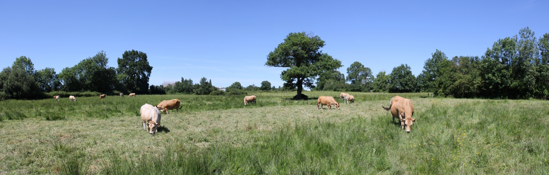 Troupeau de vaches Parthenaise @Alexandre Boissinot
